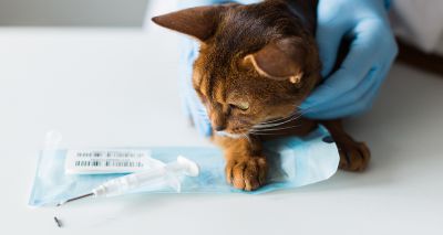 Government considering plans to make cat microchipping compulsory